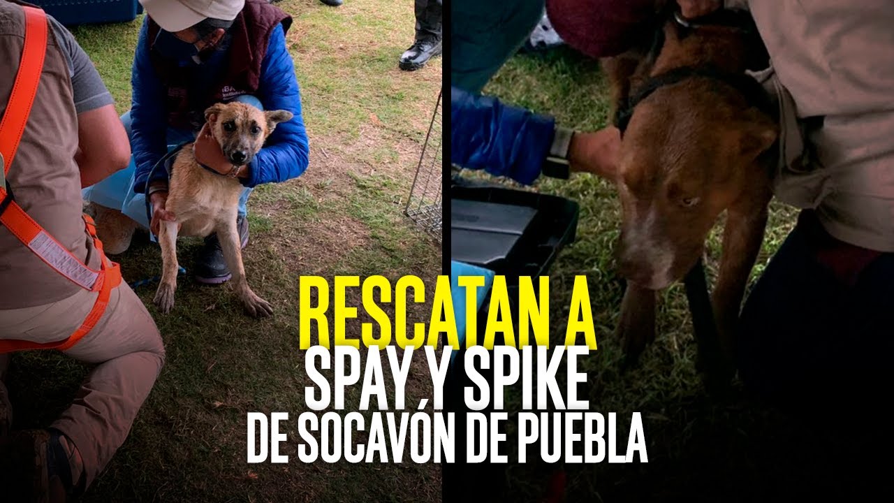 ¡Logran la hazaña! Rescatan a Spay y Spike del enorme Socavón de Puebla