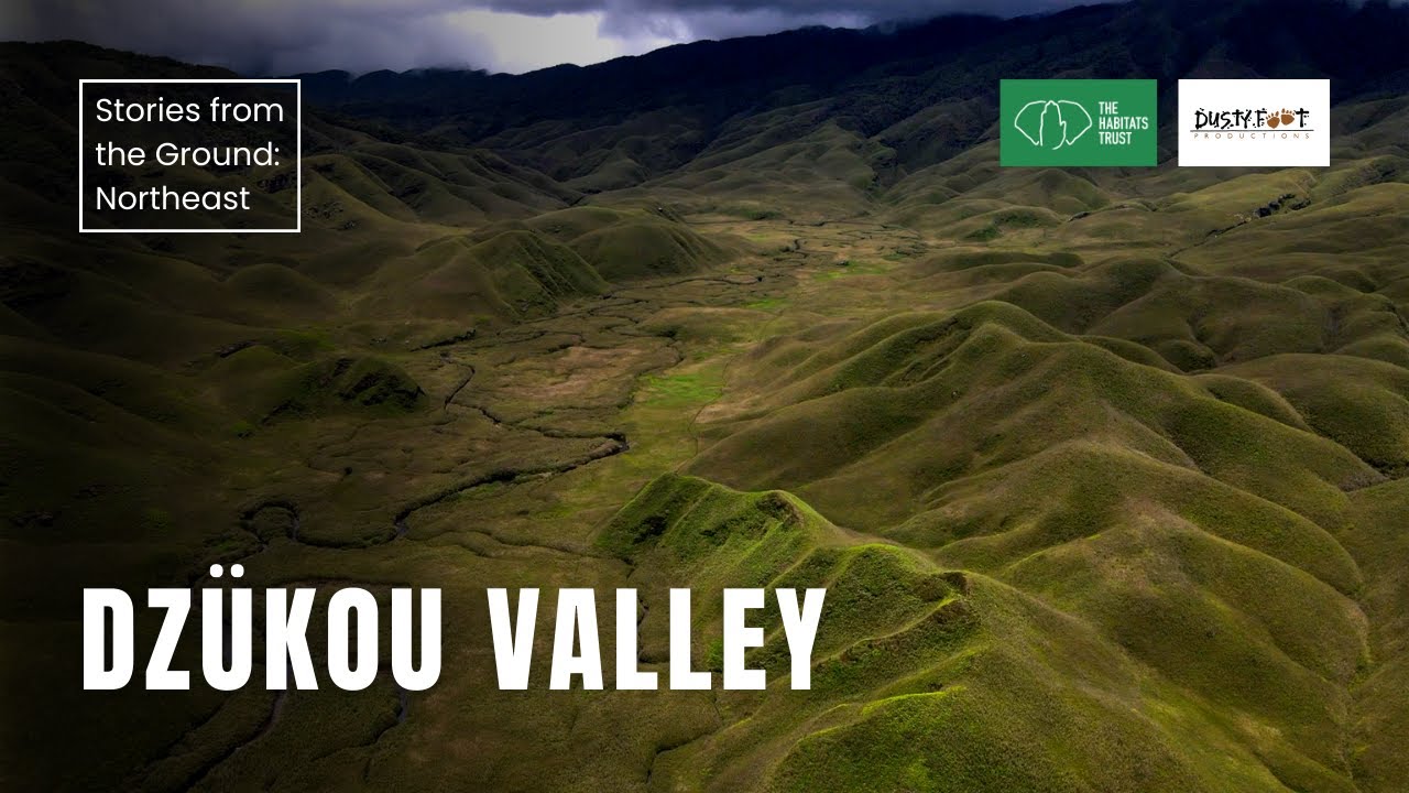 Dzukou Valley: Fragile Beauty, Strong Resolve | THT Films