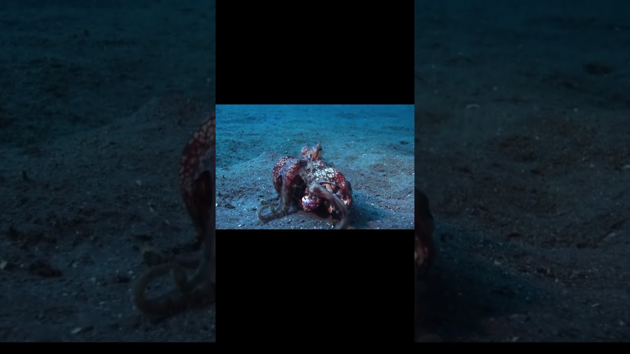 Smart Octopus