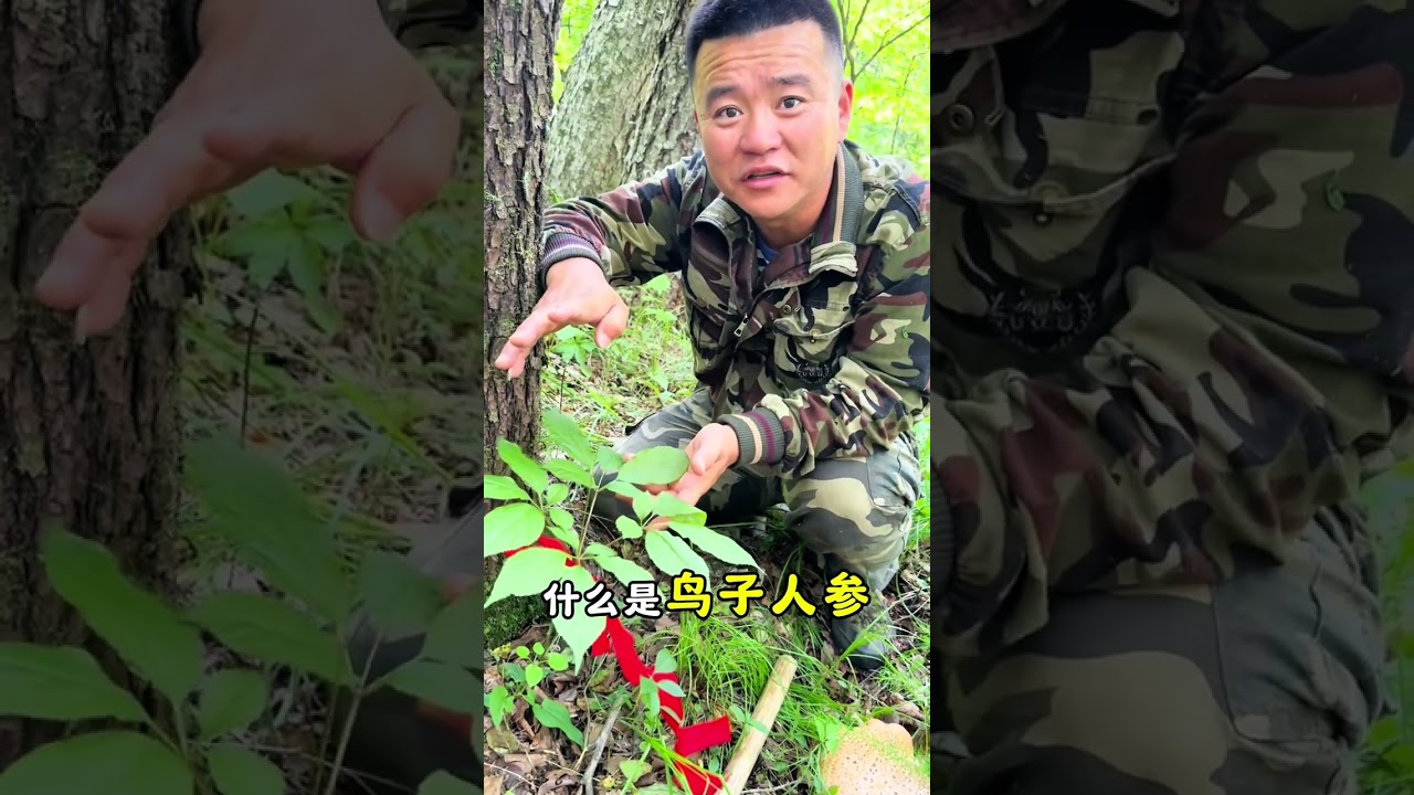 寻找鸟籽人参，付出就有收获#大自然的馈赠 #人参