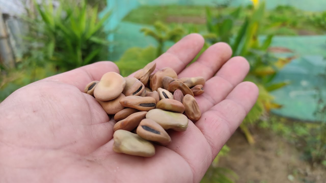 روش صحیح کاشتن باقلا/بهترین سرمایه گذاری برای بهار و سود فوق‌العاده این محصول را از دست ندهید