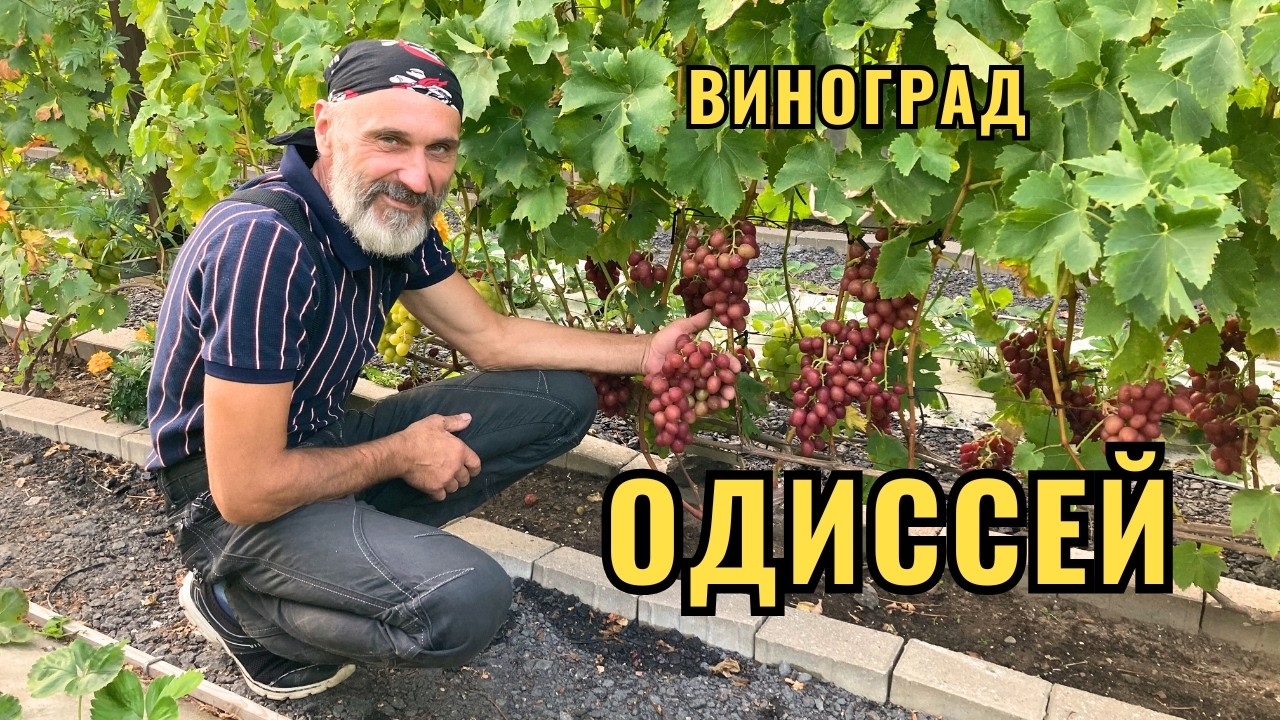 Обзор винограда Одиссей