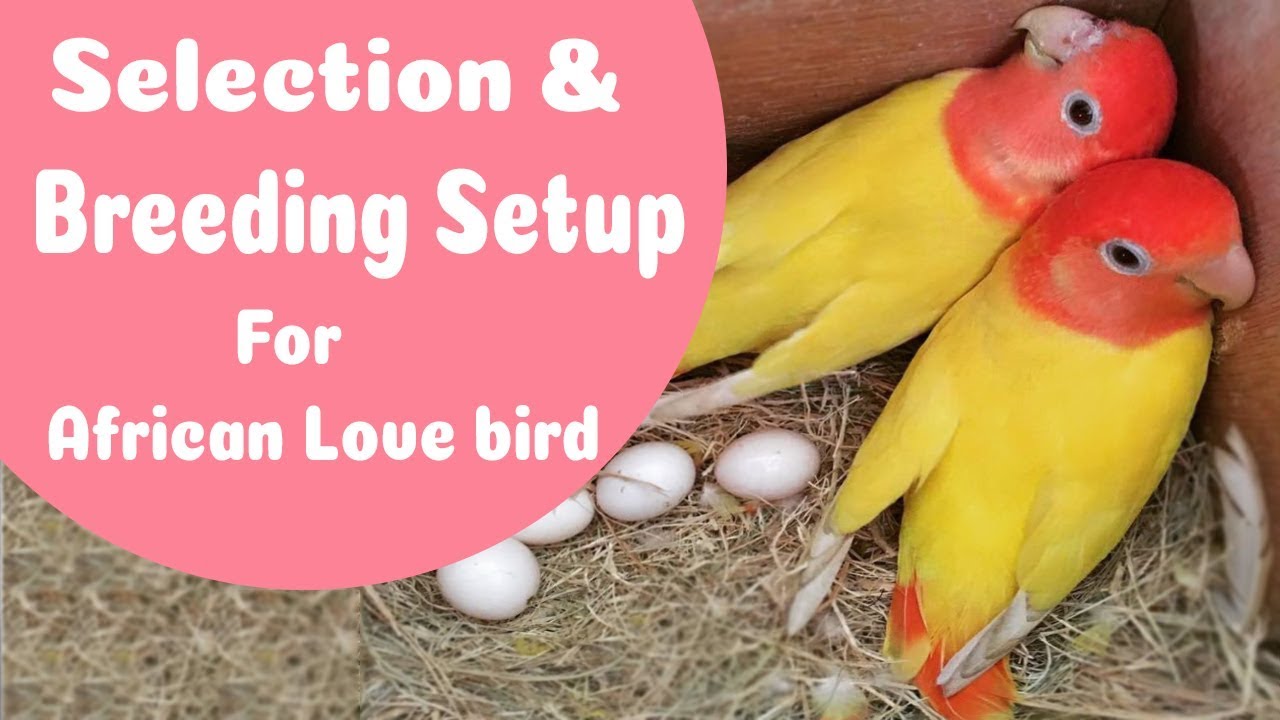 Selection & Breeding Cage Setup For || African Love Birds (Non Ring)