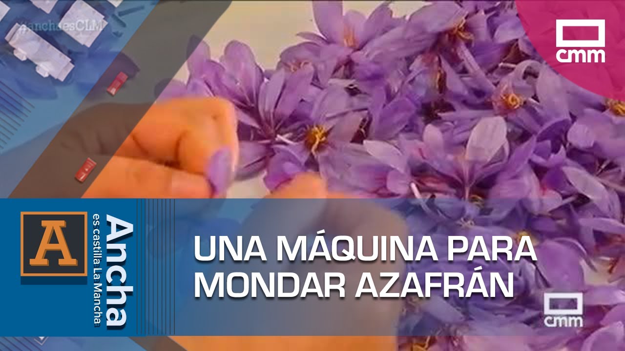 Munera, epicentro de la innovación en la monda del azafrán | Ancha es Castilla-La Mancha
