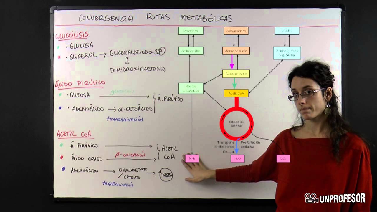 Convergencia de las rutas metab&oacute;licas