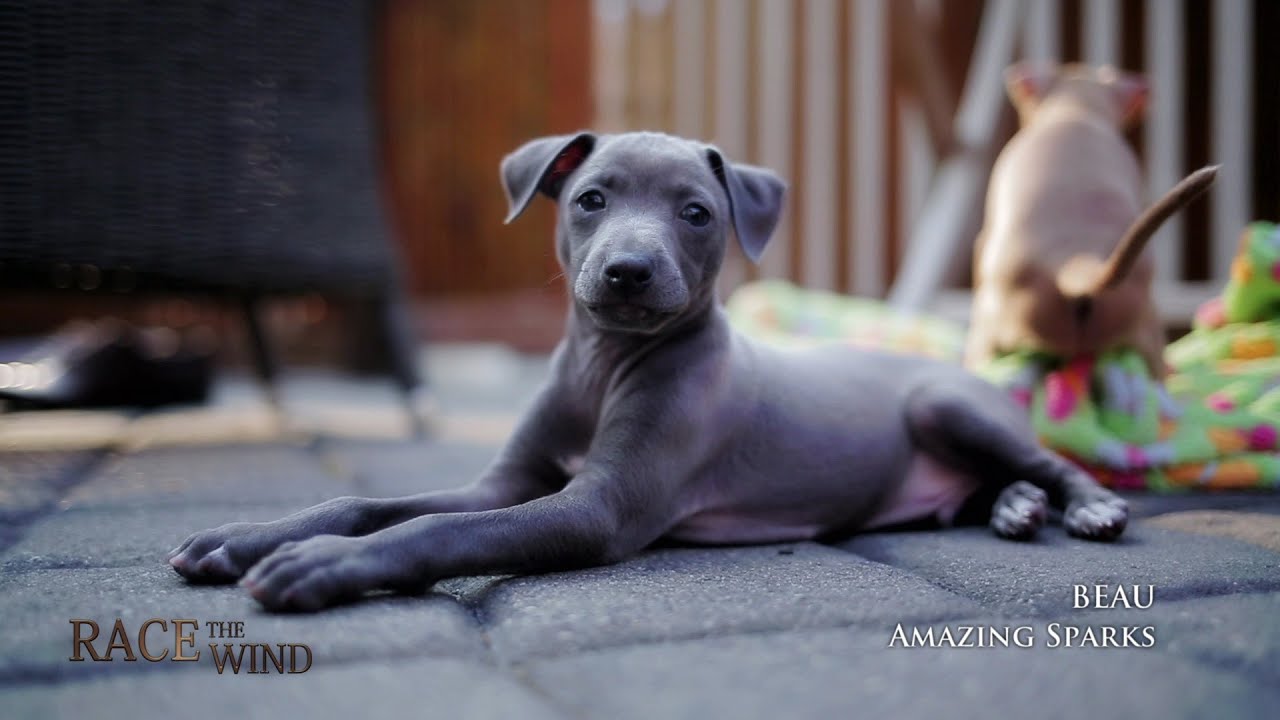 Race The Wind 2 - Cute Italian Greyhound Puppy Italienisches Windspiel