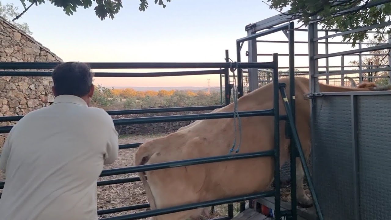 Que bien montan las vacas en el remolque😥