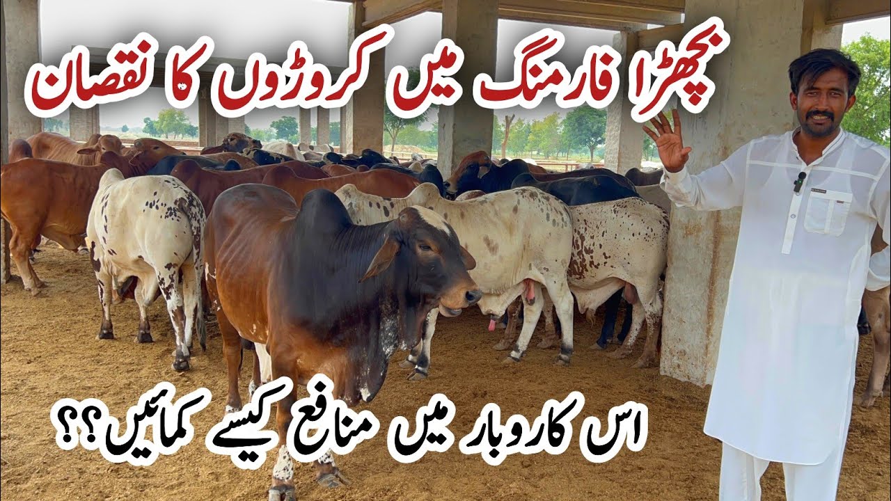 Bachra Farming Business 2025-26 in Pakistan #cow #business #farming #bachrafarming