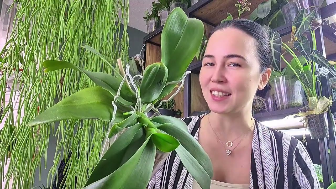 Erkek orkide dediğiniz phalenopsis 'in keiki ayırma ve yeni dikim uygulama...