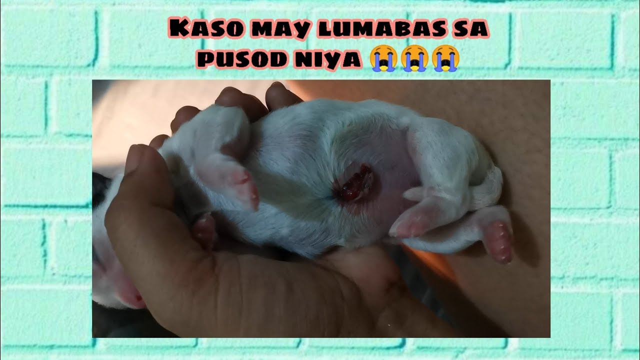 New Born Shih tzu puppy | LUMABAS ANG BITUKA NG ASO KO 😭😭 | #Furmily #ShihTzu #Philippines