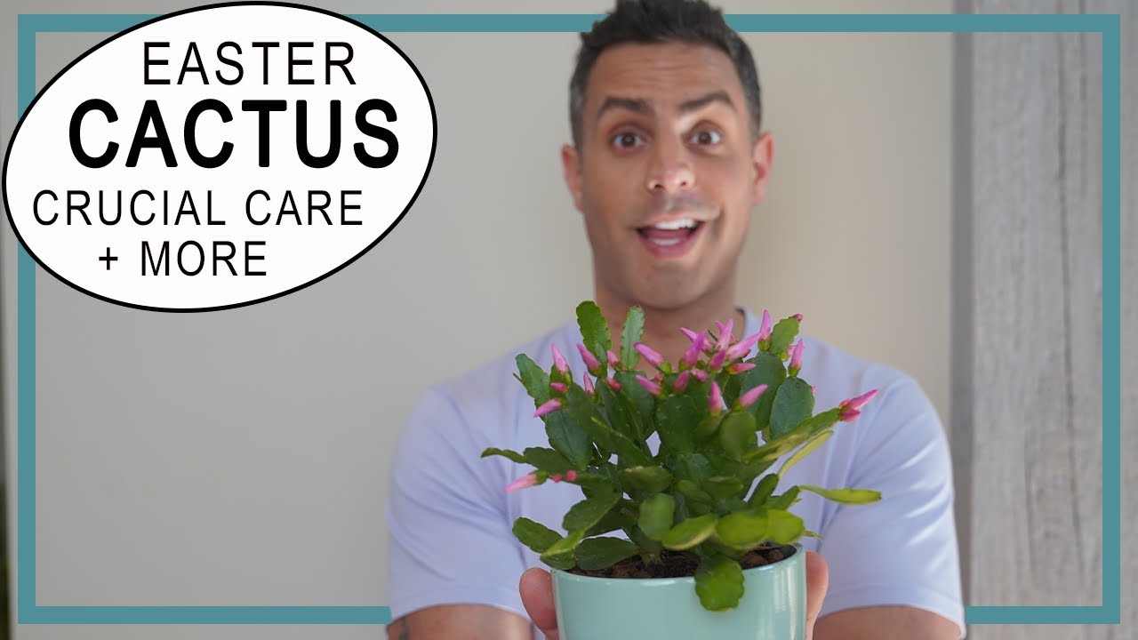 Easter Cactus (Rhipsalideae Gaertneri) Crucial Care Tips + More. Everything You Need to Know!