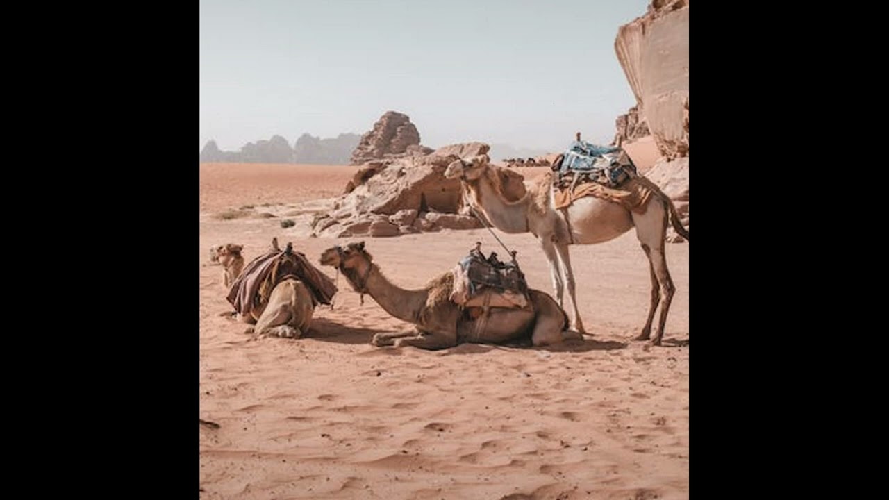 حلقة من تقديم حمدي ميارة خاصة بالابل HAMDI MAYARA DROMADAIRE