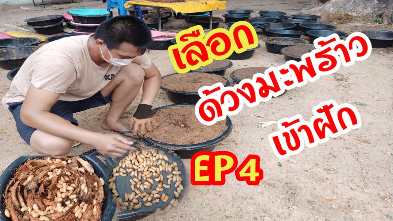 คัดด้วงมะพร้าว เข้าฝัก ทำพ่อพันธุ์แม่พันธุ์ EP4