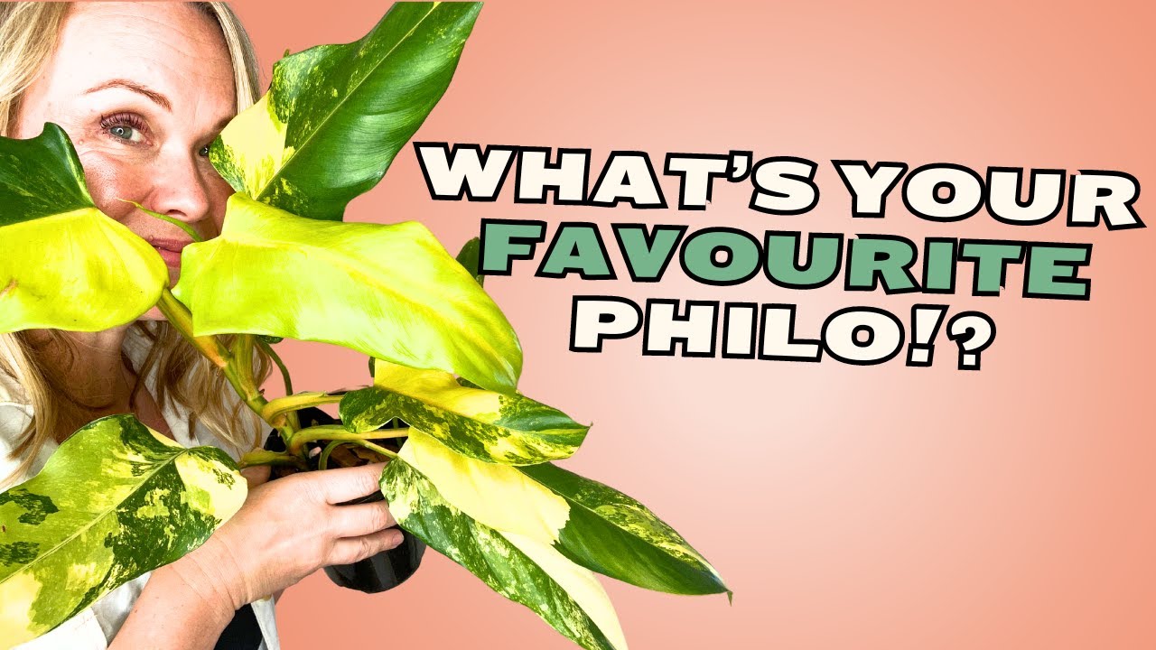 Plant Tour! My TOP 10 Favourite PHILODENDRON Plants! 🪴🏆