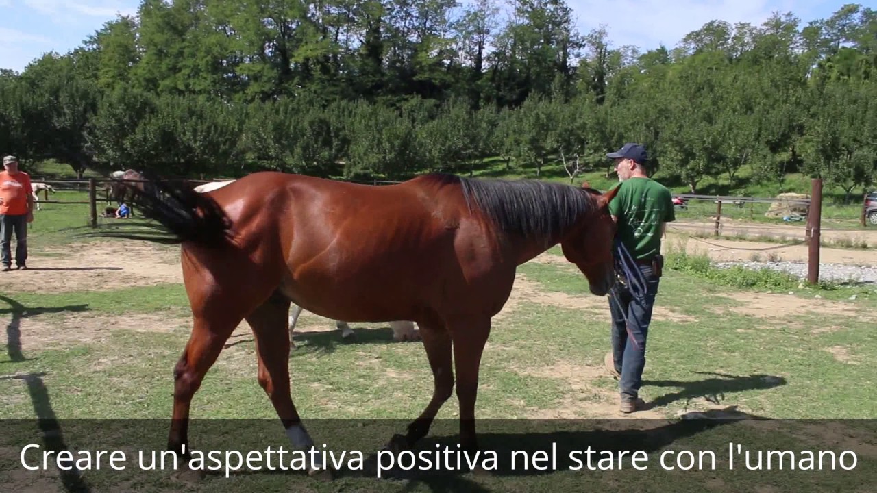 Approccio Etico al Cavallo: destrutturazione di un comportamento aggressivo nel cavallo