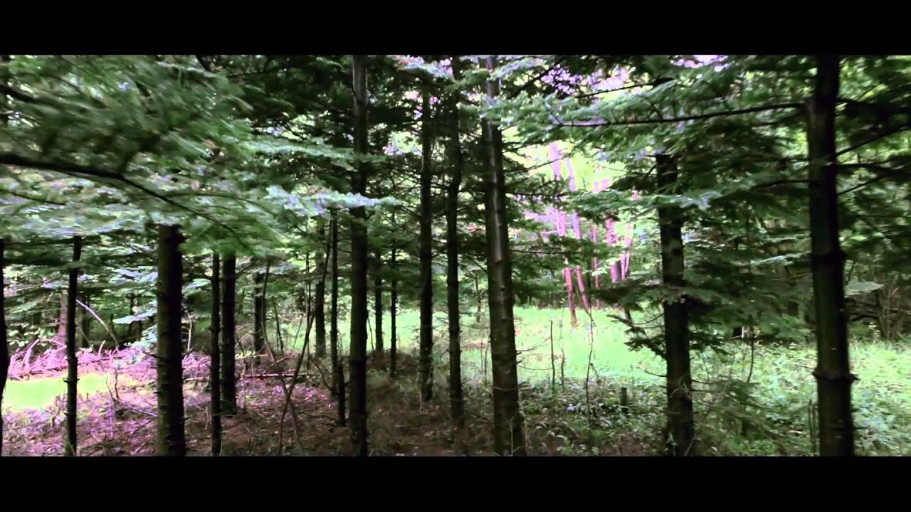AJmedia | nature 5D mark II & Glidecam