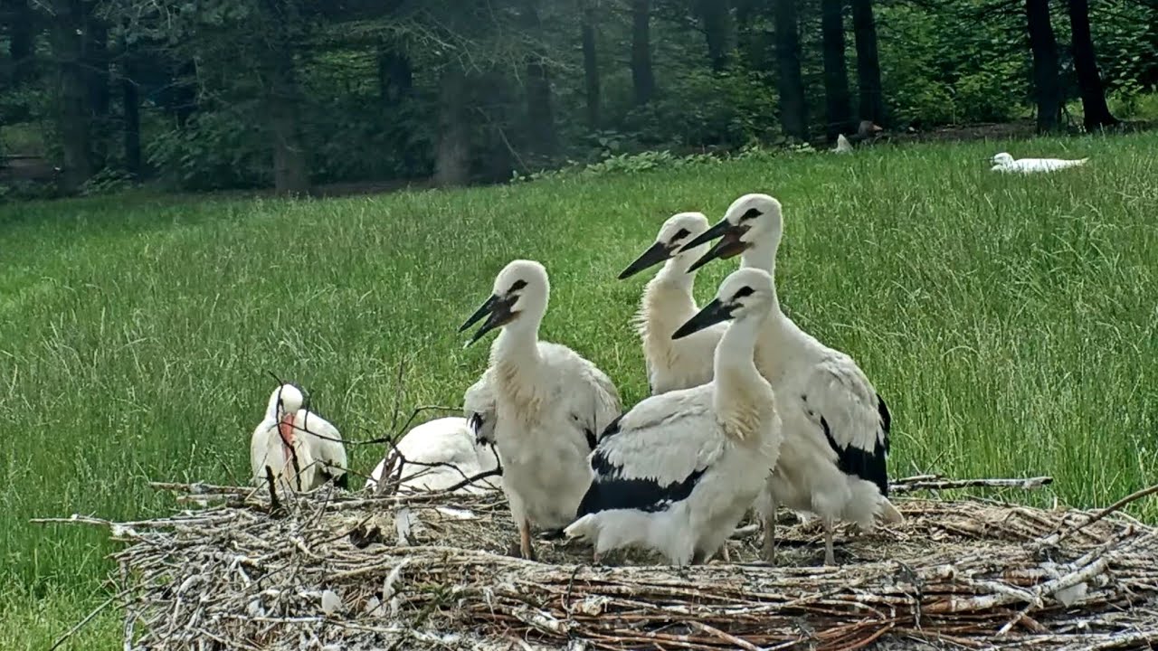 VIDEOKLIP - Makovská hymna  ( Bez titulků )🎬🌞 7. března 2025