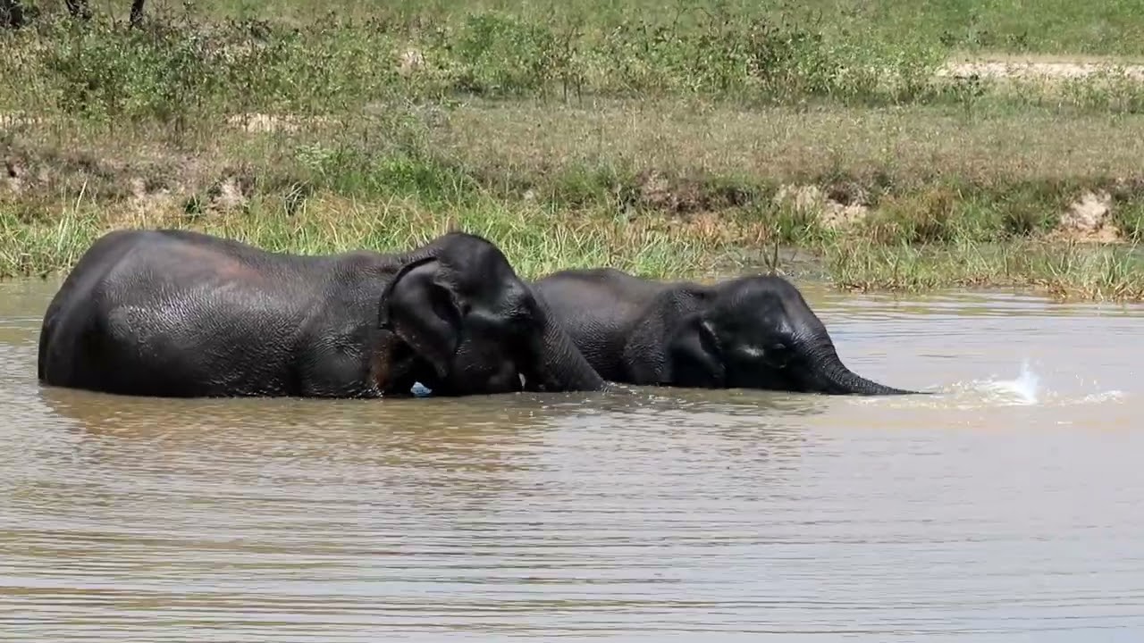 Bain de la famille éléphant