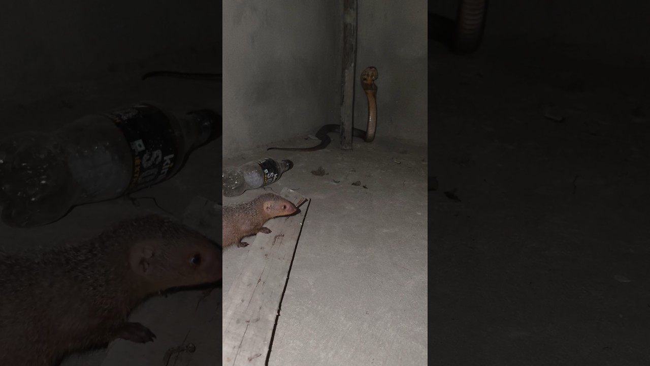 mongoose vs cobra 😱