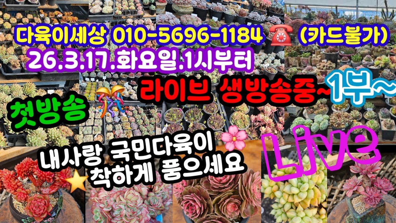 #다육이쇼핑#다육이세상 010-5696-1184(26.3.1) 예쁜 다육이 착하게 득템!! ❤️  예쁘게 건강하게 함께 키워요 🌸🤗~