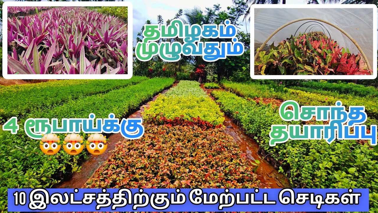 நான்கு ரூபாய் முதல் அனைத்து செடிகளும் கிடைக்கும் தமிழகத்தில் எங்கும் கிடைக்காத வேலையில் | #விவசாயம்