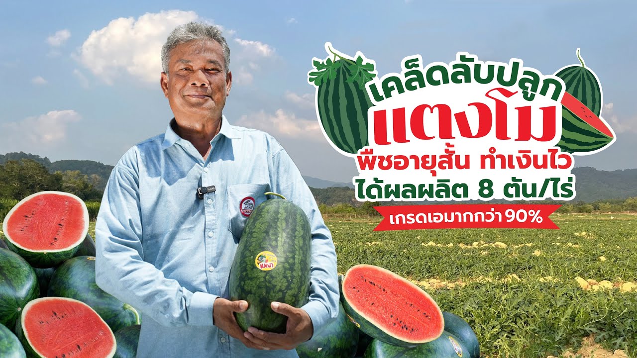 เทคนิคปลูกแตงโม พืชอายุสั้น ทำเงินไว ได้ผลผลิต 8 ตัน/ไร่ เกรดเอมากกว่า 90%