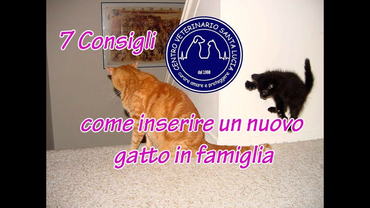 30 - Se arriva un nuovo gatto? 7 Consigli su come inserire un nuovo gatto in famiglia