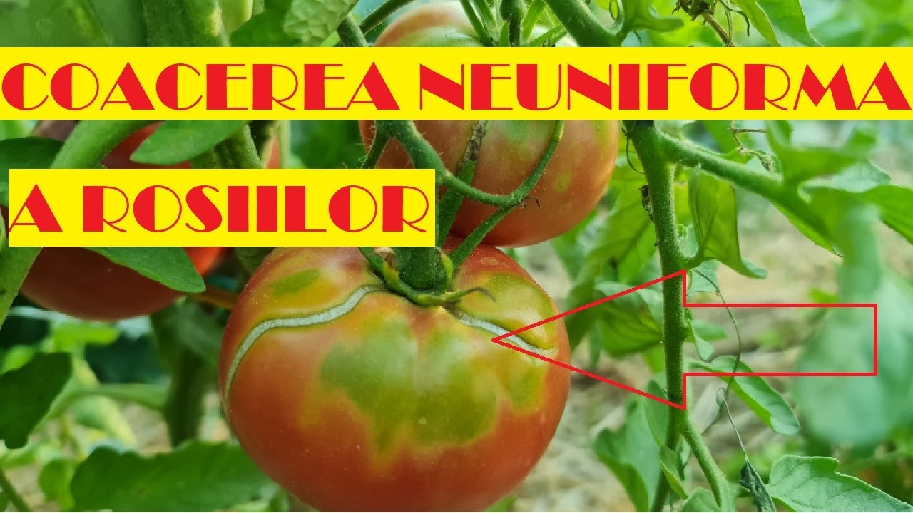 De ce roșiile se coc neuniform, au pete verzi sau galbene. Cauze și soluții🍅🍅🍅