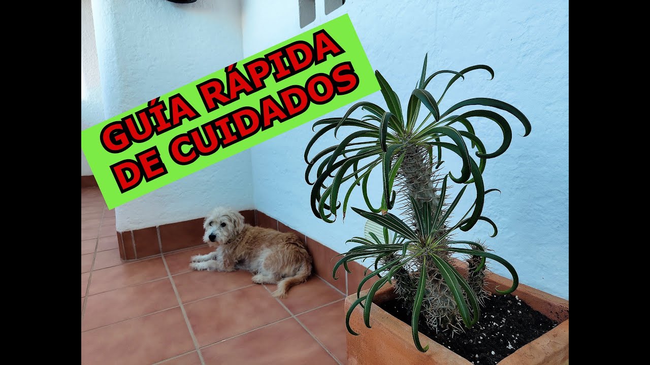 Guía de cuidados en 4 minutos de PALMERA o PALMA de MADAGASCAR