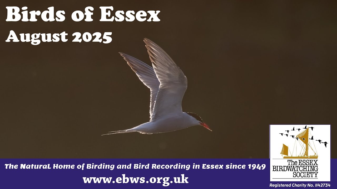 Birds of Essex - August 2025
