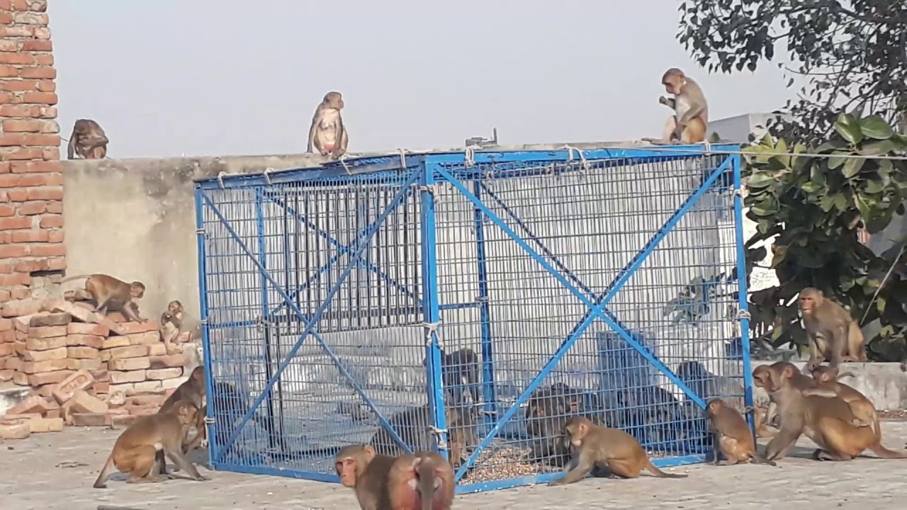 Pappu monkey catcher chhata Mathura contact number