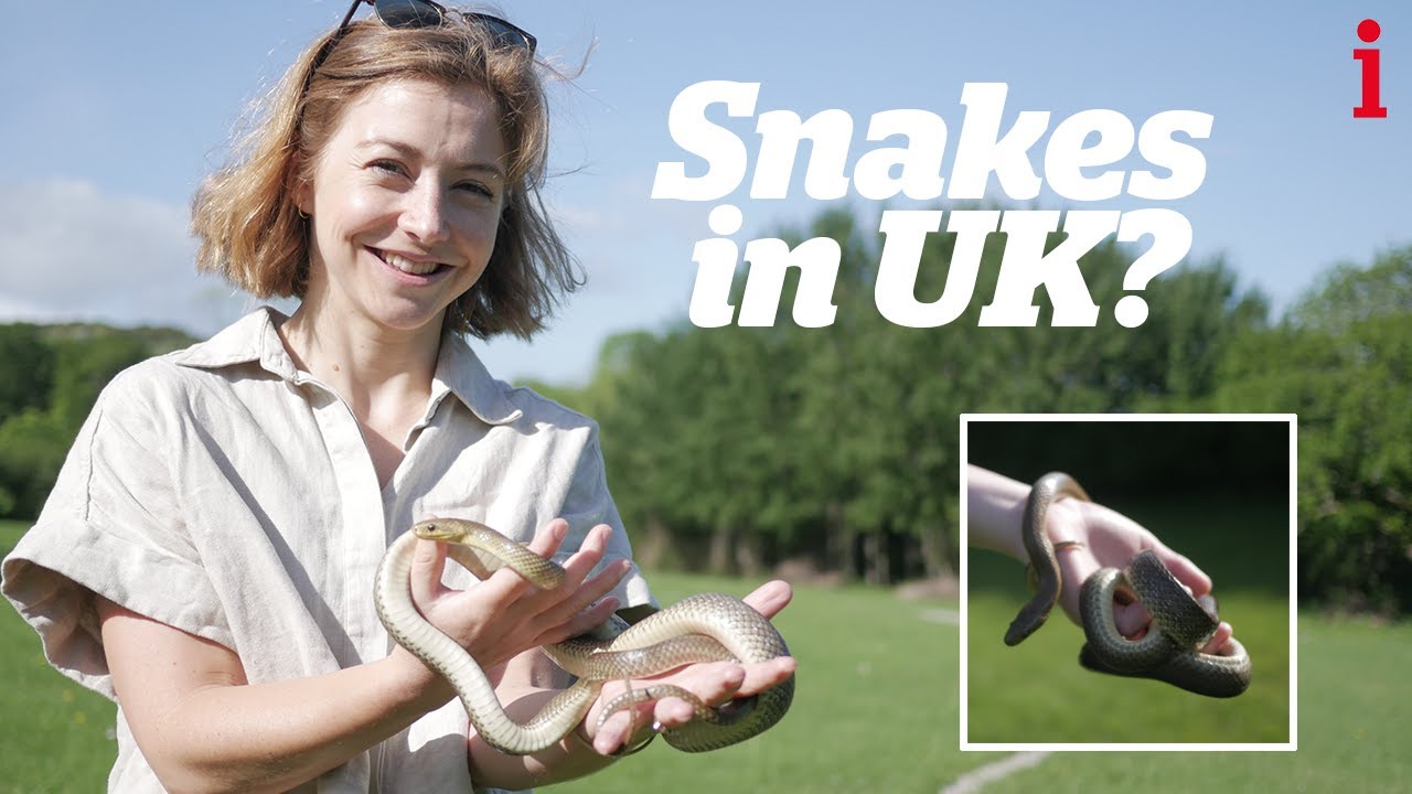 On the hunt for the UK&rsquo;s largest snake that is breeding in the wild