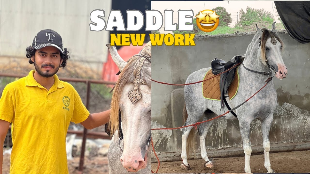 How to Saddle First Time A Horse 🤩 || Best way of Training A New Horse For Saddling 🤩🥳|| Lesson #1 