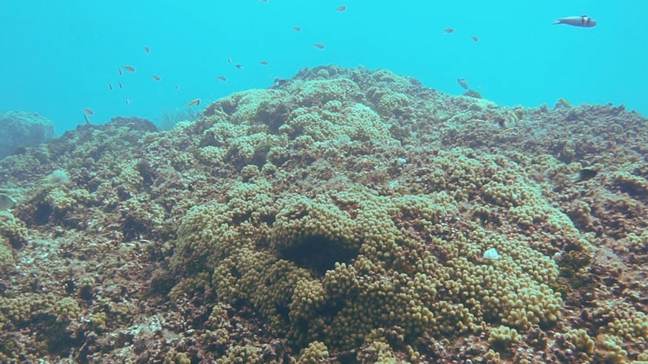 Microbes and the Environment