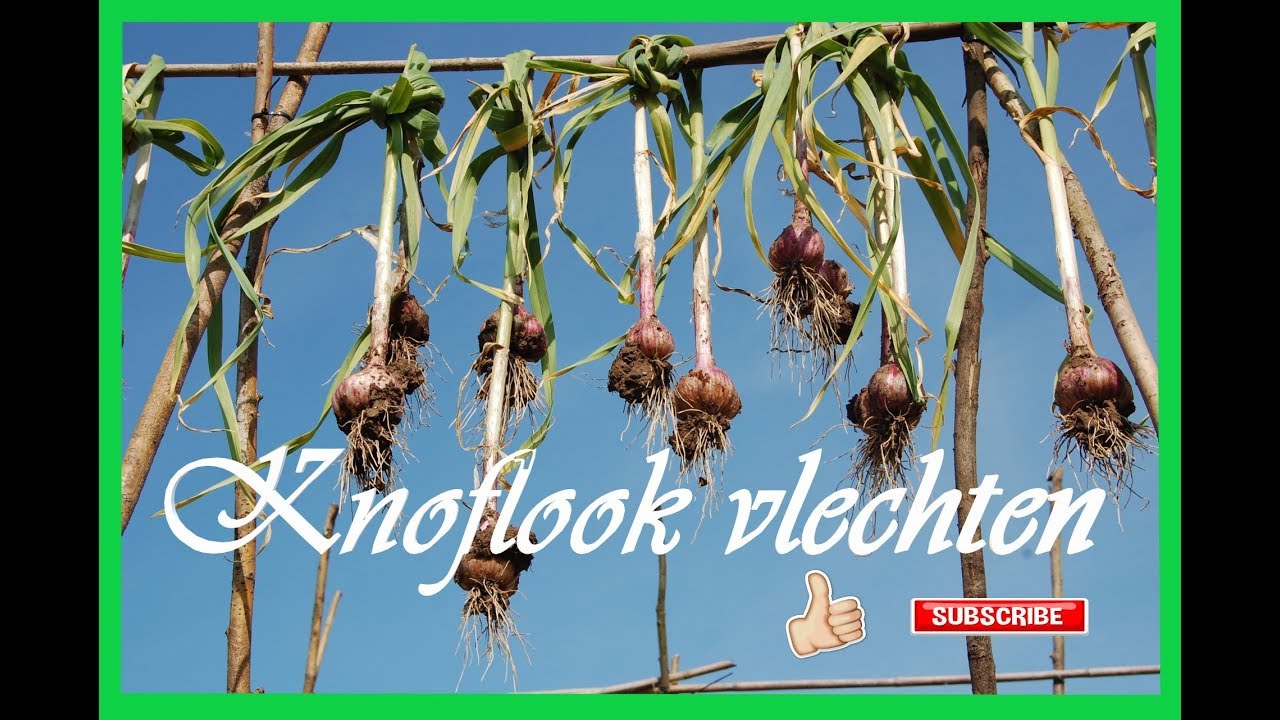 Knoflook vlechten (nieuwe video/betere kwaliteit)