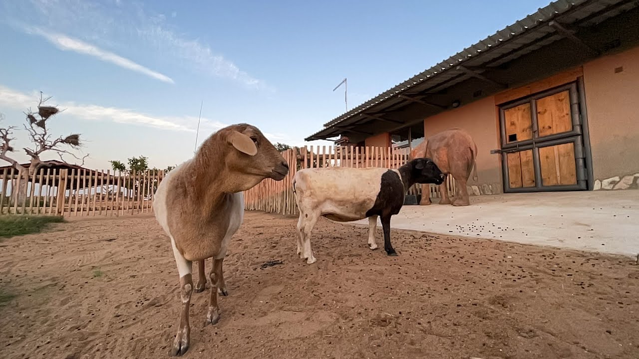 Night time with the Elephants | Followed by a new morning with Khanyisa, her sheep and herd