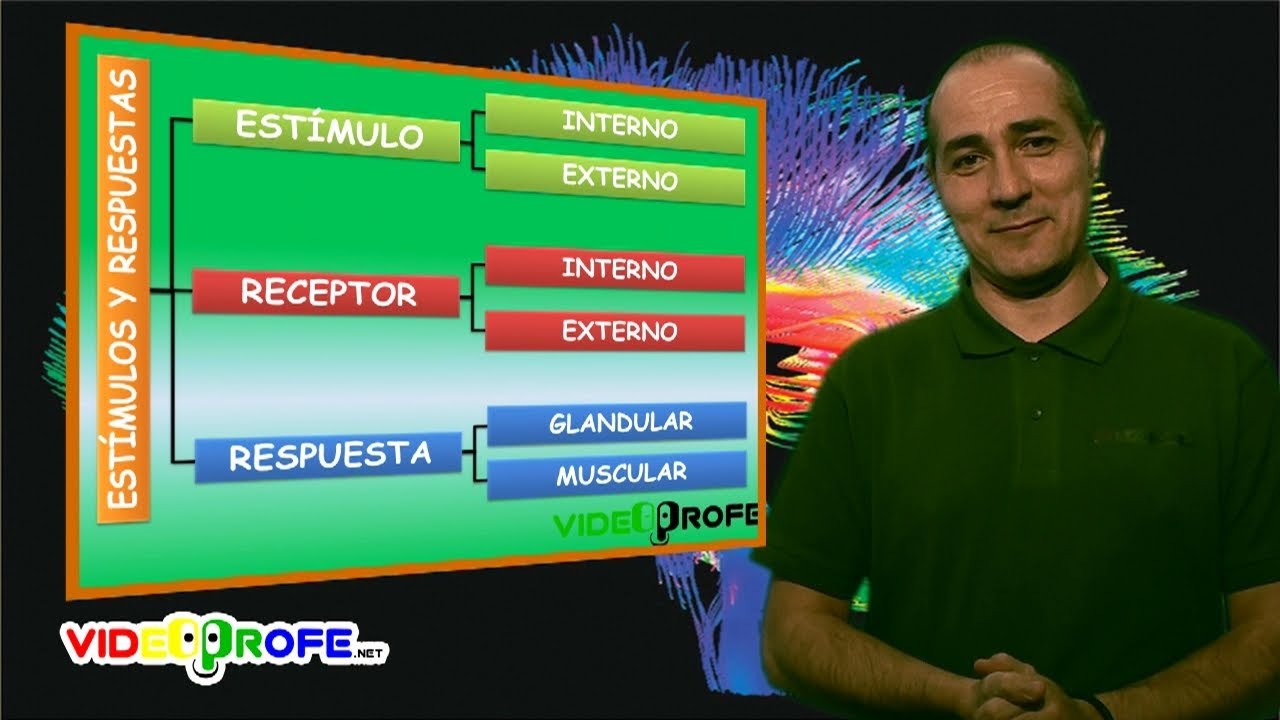 04. Est&iacute;mulos y respuestas. 6&ordm; Conocimiento del Medio. Videoprofe.net