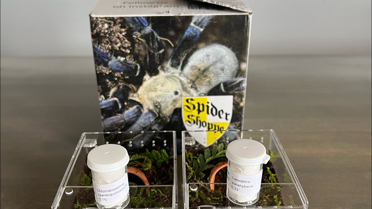 Spider Shoppe Unboxing (A+) - Lasiodora Parahybana & Chromatopelma Cyaneopubescens slings!