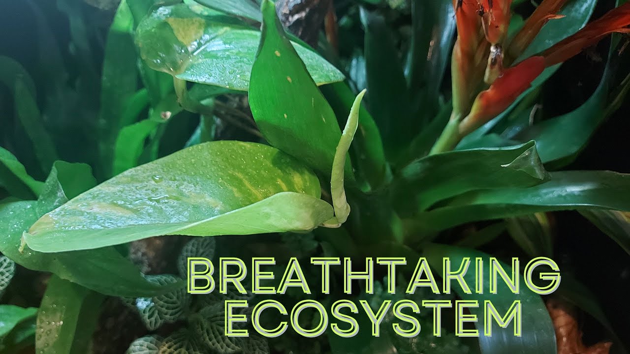 Transforming our Reptile Tank into a Mini Ecosystem – Bioactive Update
