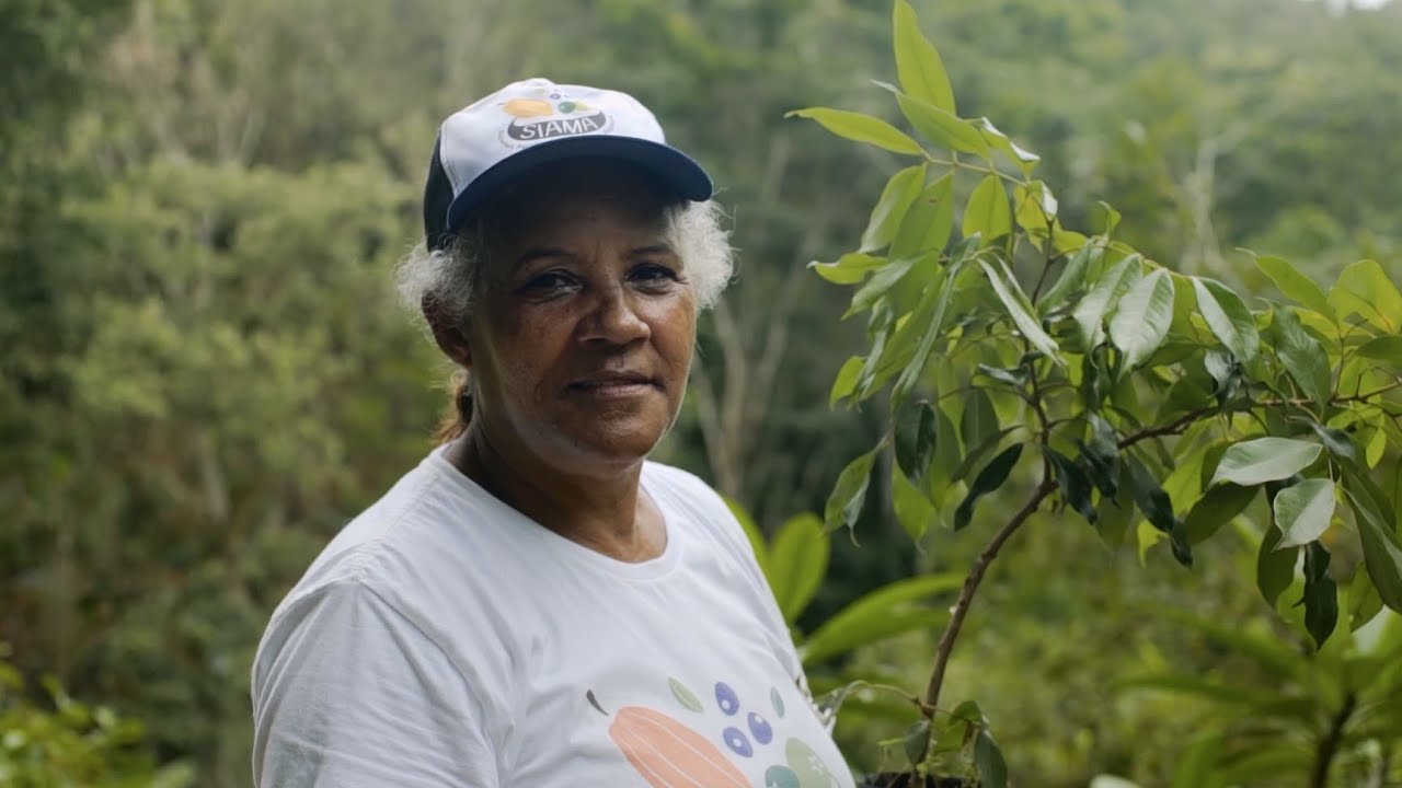Sistemas Agroflorestais na Mata Atlântica | SiAMA & UK PACT
