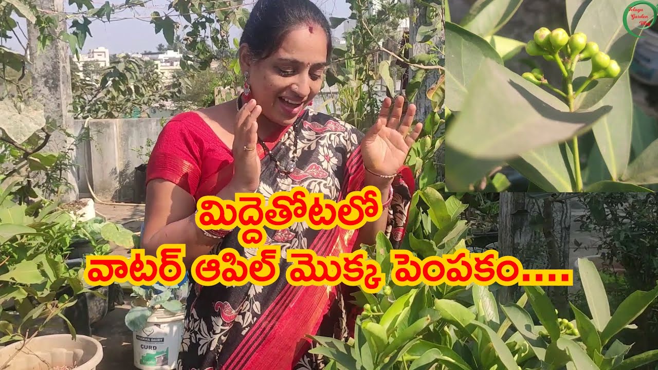 How to grow Water apple Plant on terrace ||  మిద్దెతోటలో వాటర్ ఆపిల్ మొక్క పెంపకం....