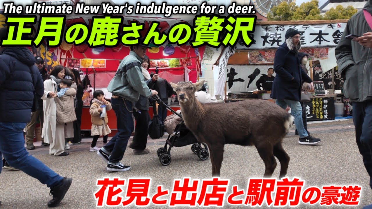正月の鹿さんの贅沢　花見と出店と駅前の豪遊