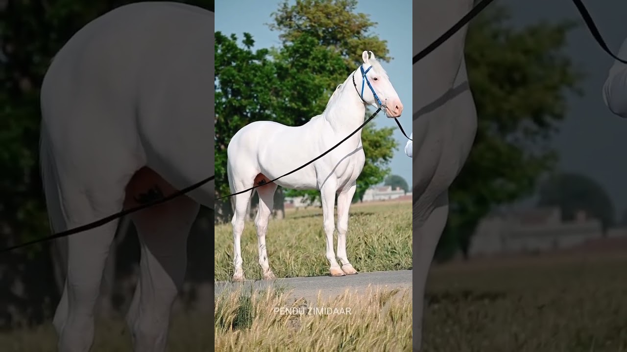 India ka nukra horse Punjab ki Pahli breed nukra#shorts #viralvideo #trending #subscribe #ytshorts