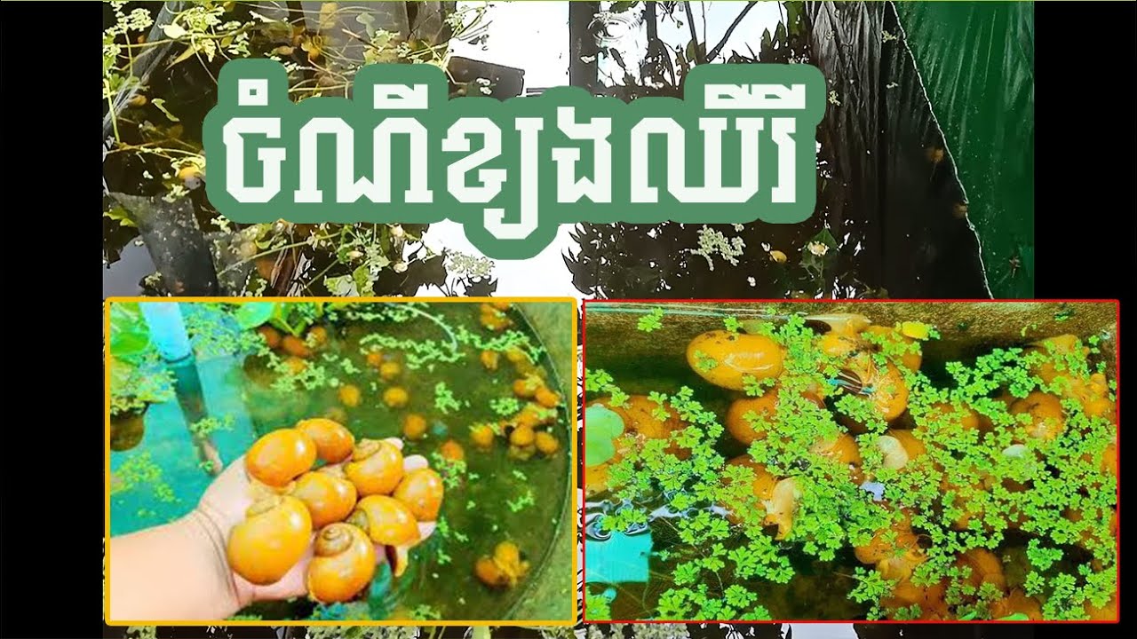 ចំណីដែលខ្យងឈឺ រីចូលចិត្តគឺ  // កន្លែងតូចក៏អាចចិញ្ចឹមបាន