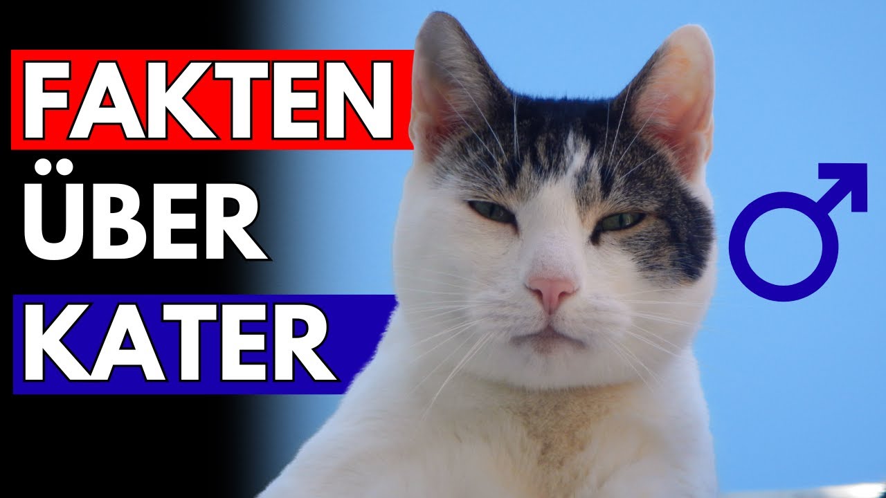 10 Überraschende Fakten über Kater, die du kennen musst! (Kaum jemand weiß das)