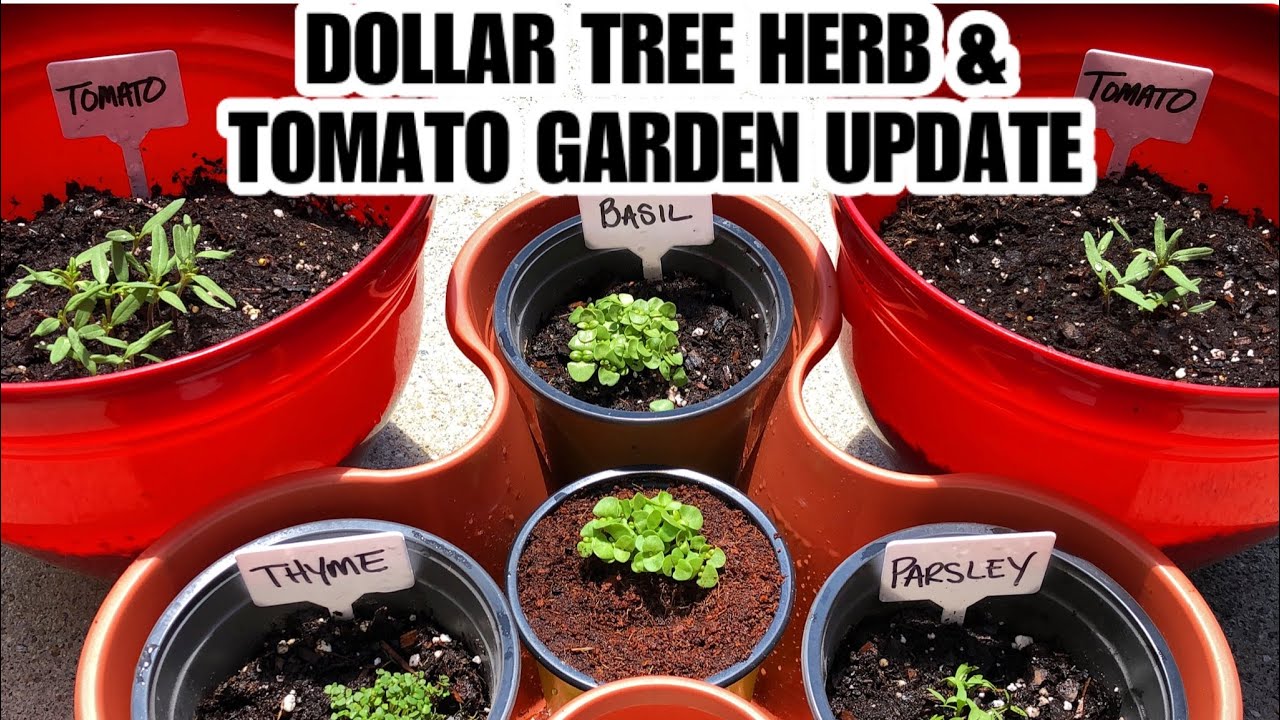 DOLLAR TREE HERB & TOMATO GARDEN UPDATE*GROWTH*🌱