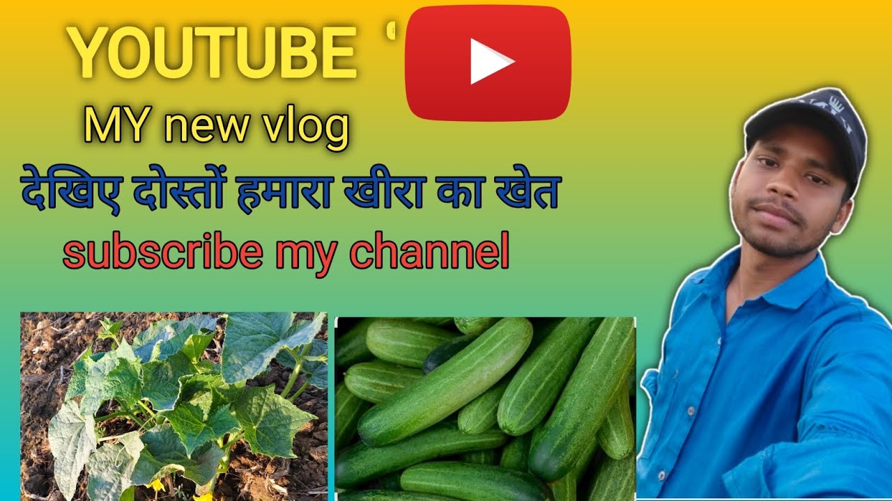 देखिए दोस्तों हमलोग अपना खेत में खीरा कैसे काम करते हैं 🙏🙏#trending #youtubeshorts #viral #vlog #yt 