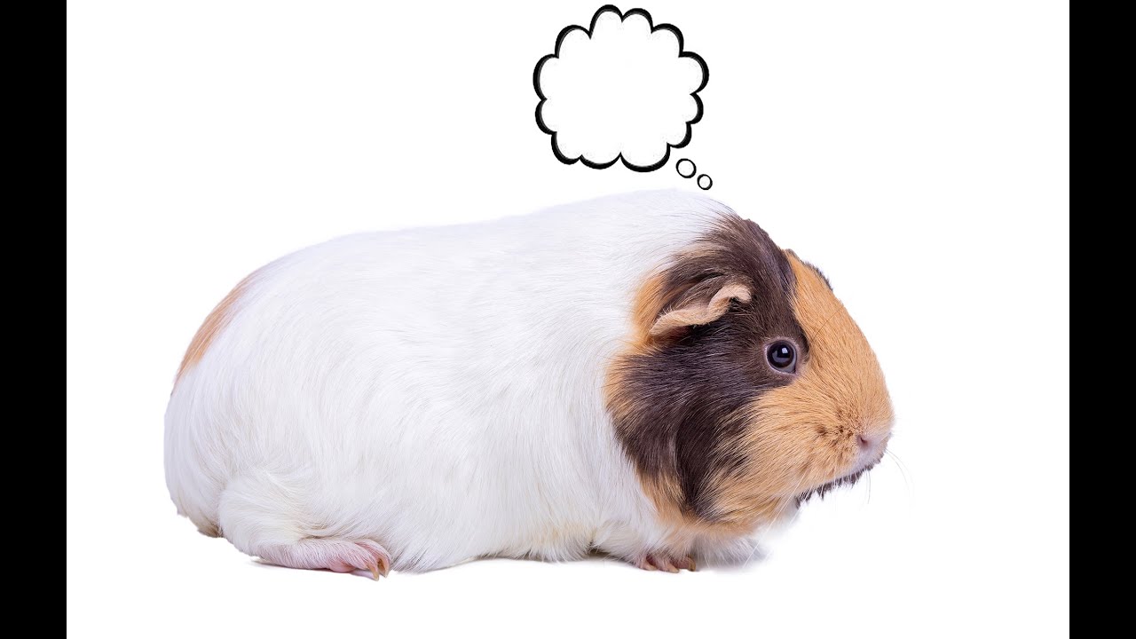 What to do with your guinea pigs when you go on vacation