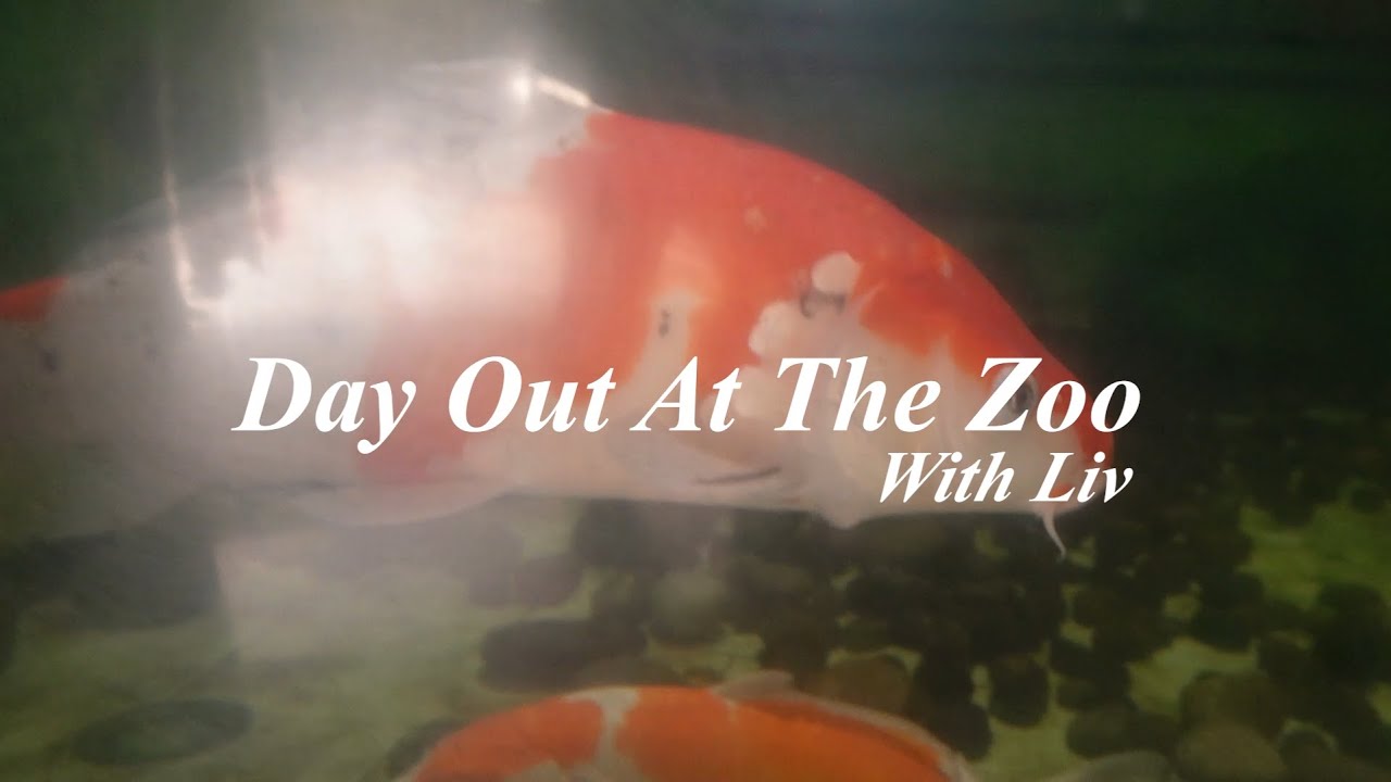 A day out at the zoo