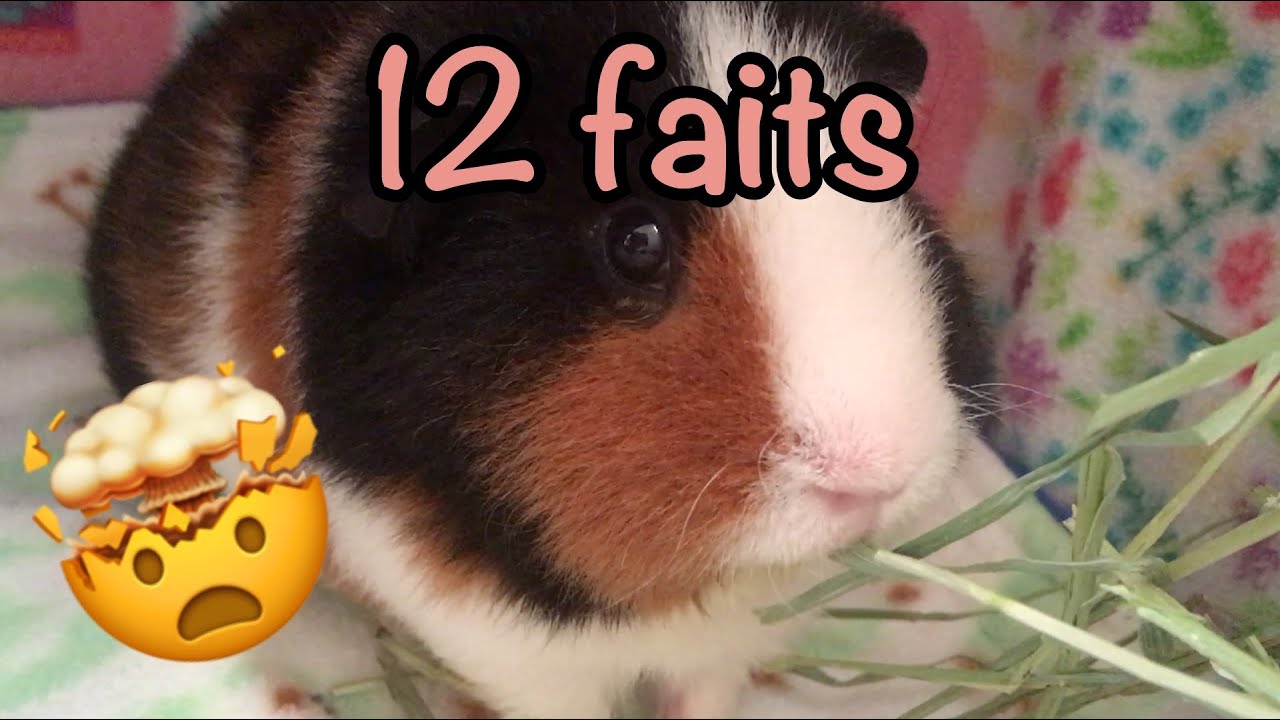 Faits intéressants sur les cochons d'inde